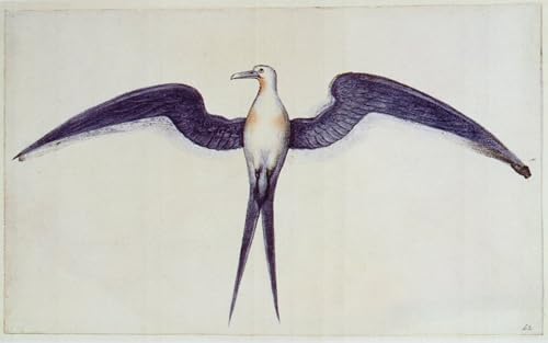 DQCJIYIGL Berühmte Gemälde Leinwanddruck Kunst Wandmalereien Kunstwerk Fregattvogel von White Poster Bilder für Wohnzimmerdekoration 60x90cm von DQCJIYIGL