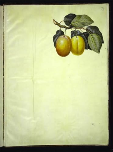 DQCJIYIGL Berühmte Gemälde Leinwanddruck Kunst Wandmalereien Kunstwerk Prunus Domestica von Hans Simon Holtzbecker Poster Bilder für Wohnzimmerdekoration 60x90cm von DQCJIYIGL