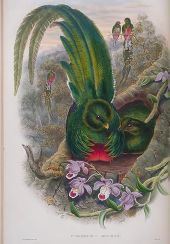 DQCJIYIGL Berühmte Gemälde Leinwanddruck Kunst Wandmalereien Kunstwerk Tiervogel Pharomacrus Mocinno teller aus den vögeln Großbritanniens von john gould Poster Bilder für Wohnzimmerdekoration 60x90cm DQCJIYIGL Berühmte Gemälde Leinwanddruck Kunst Wandmalereien Kunstwerk Tiervogel Pharomacrus Mocinno teller aus den vögeln Großbritanniens von john gould Poster Bilder für Wohnzimmerdekoration 60x90cm von DQCJIYIGL