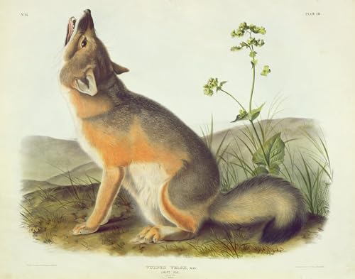 DQCJIYIGL Berühmte Gemälde Leinwanddruck Kunst Wandmalereien Kunstwerk Vulpes Velox Teller Von Vierbeinern Nordamerikas Von John Audubon Poster Bilder für Wohnzimmerdekoration 60x90cm von DQCJIYIGL