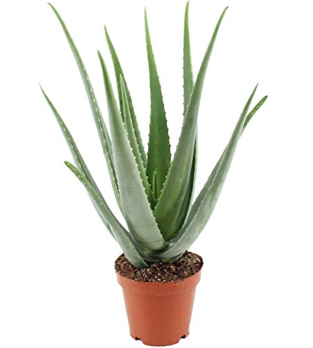 Aloe Vera Pflanze (45-55 cm) im 19 cm Topf (1 Stück) von DR. KIM BEISEL Deutsches Aloe Vera Zentrum