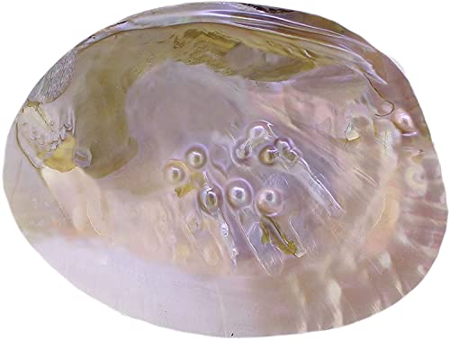Echte Perlmutt Muschel mit Perle, Muschel Deko, Muschel Schale, Seifenschale Muschel, Schmuckschale oder Räucherschale (1 Hälfte) von DR. KIM BEISEL Deutsches Aloe Vera Zentrum
