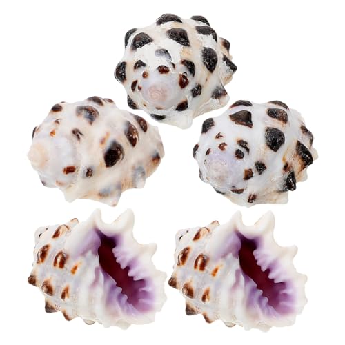 DRESSOOS 5stücke Teiliges Mini Conch Muscheldekorationen Für Aquarien Und Terrarien Natürliche Meeresmuscheln Für Kreative -projekte Und Strand- -Dekoration DRESSOOS 5stücke Teiliges Mini Conch Muscheldekorationen Für Aquarien Und Terrarien Natürliche Meeresmuscheln Für Kreative -projekte Und Strand- -Dekoration von DRESSOOS
