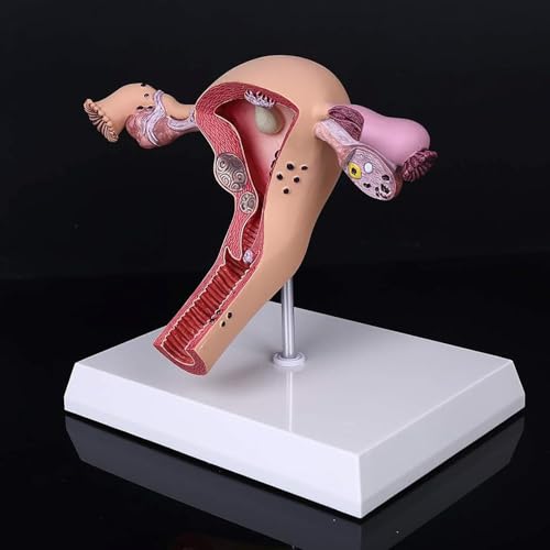 DRFGHK 3D Human Uterus Model Uterus Model Ovary Model Human Anatomy Anatomy of The Female Reproductive System Replica Anatomy for Physicians Educational Tool DRFGHK 3D Human Uterus Model Uterus Model Ovary Model Human Anatomy Anatomy of The Female Reproductive System Replica Anatomy for Physicians Educational Tool von DRFGHK