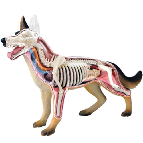 DRFGHK 4D Dog Anatomy Model with Detachable Biology, 29 Parts for Animal Teaching Demonstration and Veterinary Training DRFGHK 4D Dog Anatomy Model with Detachable Biology, 29 Parts for Animal Teaching Demonstration and Veterinary Training von DRFGHK