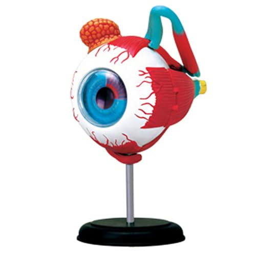 DRFGHK 4D Eyeball Anatomy Model, 11 Part Removable Human Eyes Structural Model Anatomy, Medical Science Eye Ball Model School Educational Human Eyes Teaching DRFGHK 4D Eyeball Anatomy Model, 11 Part Removable Human Eyes Structural Model Anatomy, Medical Science Eye Ball Model School Educational Human Eyes Teaching von DRFGHK