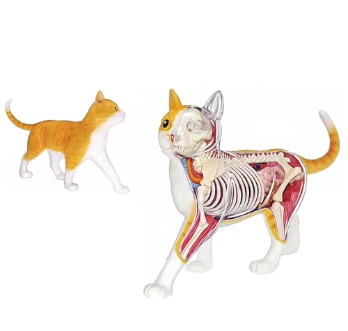 DRFGHK 4D Orange Tabby Cat Skeleton & Anatomy Model Kit - Quality Collectible with Fully Detachable Organs and Body Parts, 28 Parts for Animal Teaching Demonstration DRFGHK 4D Orange Tabby Cat Skeleton & Anatomy Model Kit - Quality Collectible with Fully Detachable Organs and Body Parts, 28 Parts for Animal Teaching Demonstration von DRFGHK