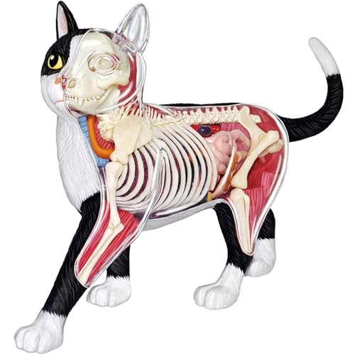 DRFGHK 4D Vision Cat Anatomy Model, 28 Parts for Animal Teaching Demonstration Cat Model Anatomy Tool Animal Veterinary Training for Animal Teaching Demonstration DRFGHK 4D Vision Cat Anatomy Model, 28 Parts for Animal Teaching Demonstration Cat Model Anatomy Tool Animal Veterinary Training for Animal Teaching Demonstration von DRFGHK