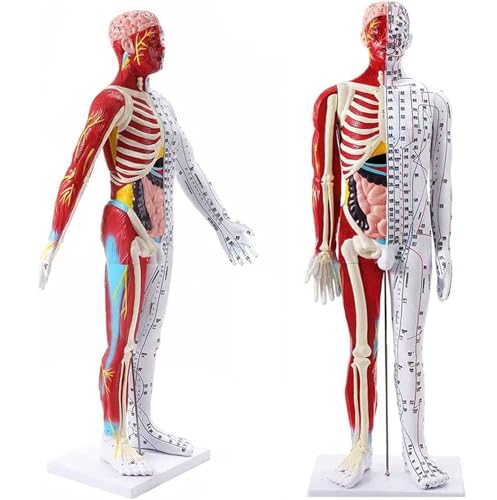 DRFGHK Acupuncture Model 85cm Male Muscular Anatomical Model with Accurate Meridian Point Labeling and Clip Meridian Medical Manikin for Medical Biology Anatomy Medical Education DRFGHK Acupuncture Model 85cm Male Muscular Anatomical Model with Accurate Meridian Point Labeling and Clip Meridian Medical Manikin for Medical Biology Anatomy Medical Education von DRFGHK