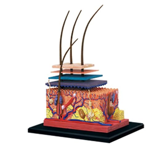 DRFGHK Anatomical Skin Model, Anatomical Model, Skin Structure Model, Human Skin and Hair Organ Anatomy Model with A Study Guide, Teaching Tool for Science Study or Patient Education DRFGHK Anatomical Skin Model, Anatomical Model, Skin Structure Model, Human Skin and Hair Organ Anatomy Model with A Study Guide, Teaching Tool for Science Study or Patient Education von DRFGHK