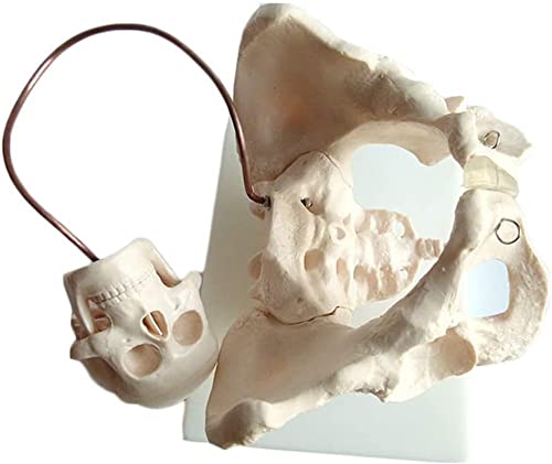 DRFGHK Anatomy Model, Assembly Educational Model Female Pelvic Model Anatomical Fetal Midwifery Model Pelvic Childbirth Demonstration Teaching Model for Teaching Display,Lab Equipment for School DRFGHK Anatomy Model, Assembly Educational Model Female Pelvic Model Anatomical Fetal Midwifery Model Pelvic Childbirth Demonstration Teaching Model for Teaching Display,Lab Equipment for School von DRFGHK