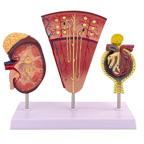 DRFGHK Can Show The Structure and Function of Human Kidney, Kidney nephron Glomerulus Anatomical Model, with Accurate Anatomical Structure, Kidney Anatomical Model DRFGHK Can Show The Structure and Function of Human Kidney, Kidney nephron Glomerulus Anatomical Model, with Accurate Anatomical Structure, Kidney Anatomical Model von DRFGHK
