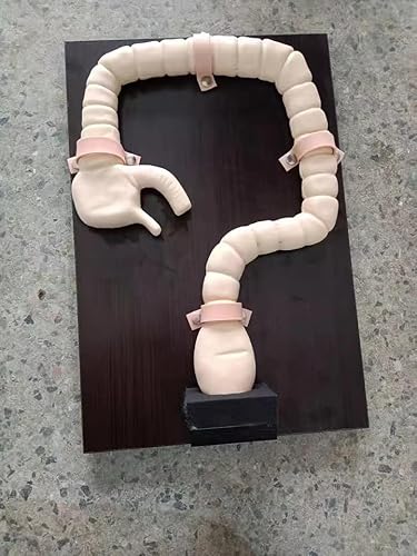 DRFGHK Colonoscopy Examination ModelIntestine Model Human Sigmoidoscope Train Simulator, Colonoscopy Demonstration Manikin Teaching Model for Study Display Teaching. DRFGHK Colonoscopy Examination ModelIntestine Model Human Sigmoidoscope Train Simulator, Colonoscopy Demonstration Manikin Teaching Model for Study Display Teaching. von DRFGHK