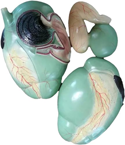 DRFGHK Cow Stomach Organ Anatomy Model, Professional Grade Anatomical Stomach Model Veterinary Science Education Tool for Classroom Study Display Teaching. DRFGHK Cow Stomach Organ Anatomy Model, Professional Grade Anatomical Stomach Model Veterinary Science Education Tool for Classroom Study Display Teaching. von DRFGHK