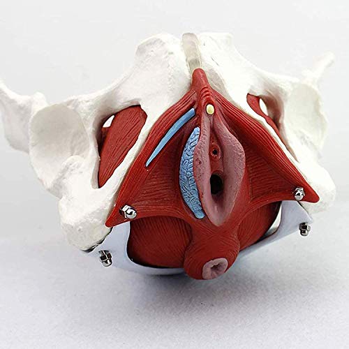 DRFGHK Female Pelvis Model - Female Pelvis Skeleton Model - Anatomy Model - Medical Anatomical - with Pelvic Floor Muscles Colored,Life Size DRFGHK Female Pelvis Model - Female Pelvis Skeleton Model - Anatomy Model - Medical Anatomical - with Pelvic Floor Muscles Colored,Life Size von DRFGHK