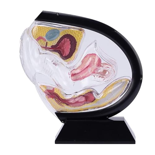 DRFGHK Female Transparent Uterus Anatomical Model, Uterus Model, Pelvis Rectum Teaching Model, for Medical Education and Training(Black) von DRFGHK