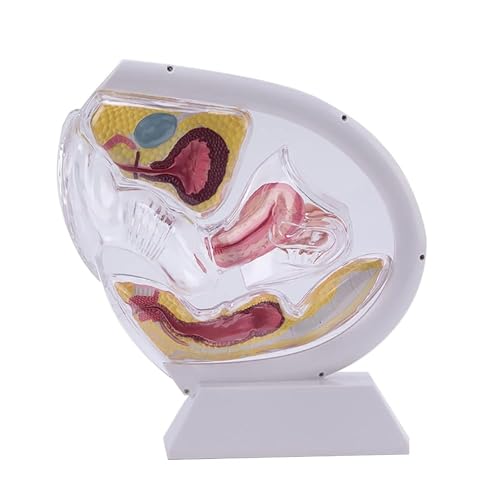 DRFGHK Female Transparent Uterus Anatomical Model, Uterus Model, Pelvis Rectum Teaching Model, for Medical Education and Training(White) von DRFGHK