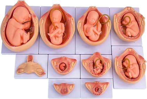 DRFGHK Fetal Development Process Anatomical Model 10 Pieces, 9-Month Anatomical Pregnancy Embryo Development Model, for Biological Education von DRFGHK