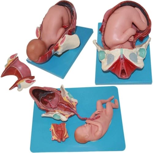 DRFGHK Fetal delivery Demonstration Model, Teaching Model, Full-Term fetal delivery Model, Human Anatomy Science Model, for Learning, Display and Teaching Medicine DRFGHK Fetal delivery Demonstration Model, Teaching Model, Full-Term fetal delivery Model, Human Anatomy Science Model, for Learning, Display and Teaching Medicine von DRFGHK