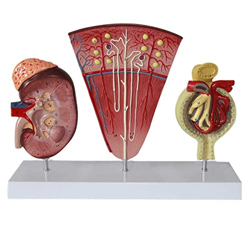 DRFGHK Human Anatomy Science Models,Human Kidney Anatomical Model, Teaching Model,Nephron Glomerulus Anatomy Medical Study Kits von DRFGHK