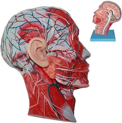 DRFGHK Human Brain Neck Muscle Blood Vessels Nerve Model, Life-Size Anatomical Head Model Skull, Medical Anatomy Teaching Model DRFGHK Human Brain Neck Muscle Blood Vessels Nerve Model, Life-Size Anatomical Head Model Skull, Medical Anatomy Teaching Model von DRFGHK