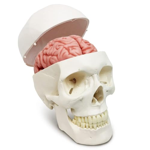 DRFGHK Human Head Anatomical Model, 11 Pieces Human Skull and Brain Model, Life Size, for Medical Teaching Children Educational Display, with Brain DRFGHK Human Head Anatomical Model, 11 Pieces Human Skull and Brain Model, Life Size, for Medical Teaching Children Educational Display, with Brain von DRFGHK