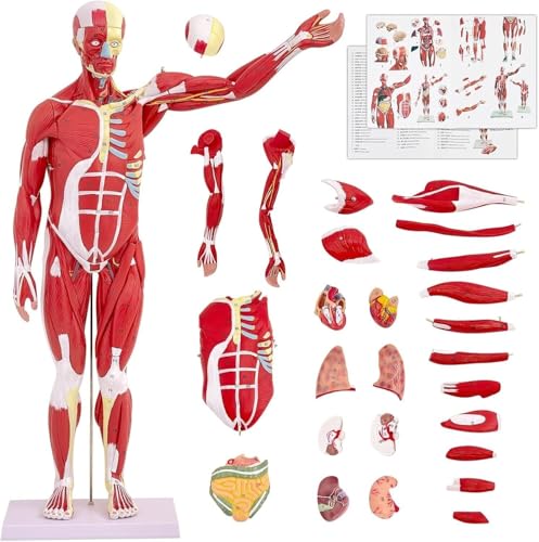 DRFGHK Human Muscle and Organ Model, 27-Part Half-Life-Size Human Muscle Model Muscle Model with Detachable Organs and Muscle Anatomy for Medical Education Training DRFGHK Human Muscle and Organ Model, 27-Part Half-Life-Size Human Muscle Model Muscle Model with Detachable Organs and Muscle Anatomy for Medical Education Training von DRFGHK