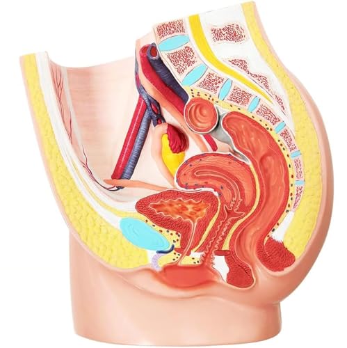 DRFGHK Life-Size Female Pelvic Skeleton Model, Female Pelvic reproductive Anatomy Model, 2-Part Pelvic Organ Model with Muscles, Urinary, reproductive Systems for Science Education DRFGHK Life-Size Female Pelvic Skeleton Model, Female Pelvic reproductive Anatomy Model, 2-Part Pelvic Organ Model with Muscles, Urinary, reproductive Systems for Science Education von DRFGHK