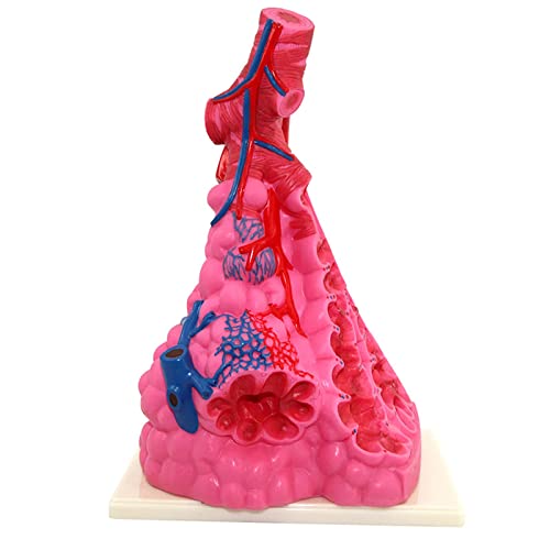 DRFGHK Lung Anatomy Model-Alveolar Enlargement Model Teaching Experiment Equipment Lifelike Human Respiratory Region Alveolar Model DRFGHK Lung Anatomy Model-Alveolar Enlargement Model Teaching Experiment Equipment Lifelike Human Respiratory Region Alveolar Model von DRFGHK