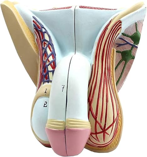 DRFGHK Male Genital Organ Model, Male Pelvis Muscles Model with Removable Organs, PVC Human Anatomy Model, Reproductive Organ System Anatomical Models for Educational Training. DRFGHK Male Genital Organ Model, Male Pelvis Muscles Model with Removable Organs, PVC Human Anatomy Model, Reproductive Organ System Anatomical Models for Educational Training. von DRFGHK