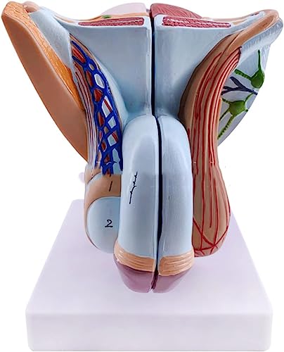 DRFGHK Male Genital Organ Model, Pelvic Muscles Model MMale Genital System Anatomical Model, PVC Human Anatomy Model, Reproductive Organ Models for Educational Training. DRFGHK Male Genital Organ Model, Pelvic Muscles Model MMale Genital System Anatomical Model, PVC Human Anatomy Model, Reproductive Organ Models for Educational Training. von DRFGHK