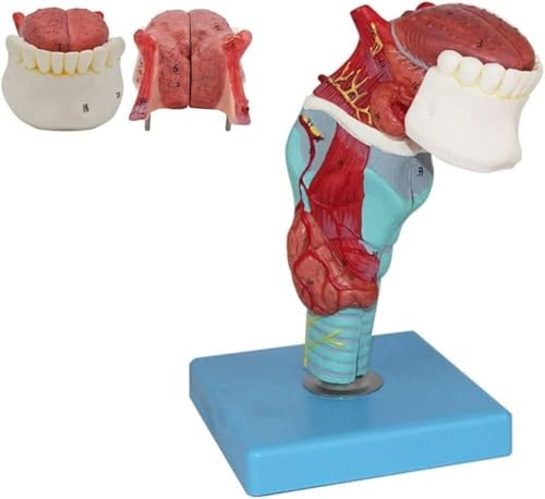 DRFGHK Throat and Tongue Anatomy Model 5 Parts, Life-Size Tongue and Teeth Anatomy Model, Detachable Oral Model, Suitable for Science Classroom Learning von DRFGHK
