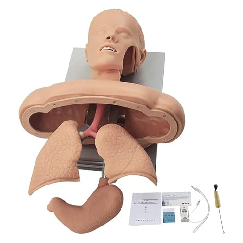 DRFGHK Tracheal Intubation Strain Training Simulator Model, Intubation Manikin, Airway Management Trainer Manikin, Intubation Head Teaching Study Manikin DRFGHK Tracheal Intubation Strain Training Simulator Model, Intubation Manikin, Airway Management Trainer Manikin, Intubation Head Teaching Study Manikin von DRFGHK