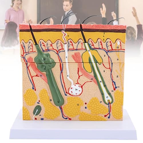 Human Skin epidermis Dermis Anatomical Structure Model, Human Skin Anatomical Model, 70 Times magnified Skin Section Model (Section), Medical Anatomy von DRFGHK
