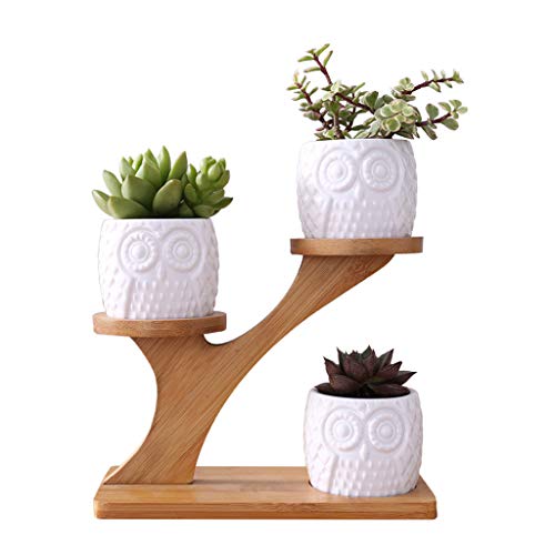 DRHTDXEJ Eulentopf Kaktus Pflanzgefäß Blumentopf Set mit Regal Tablett Dekor von DRHTDXEJ