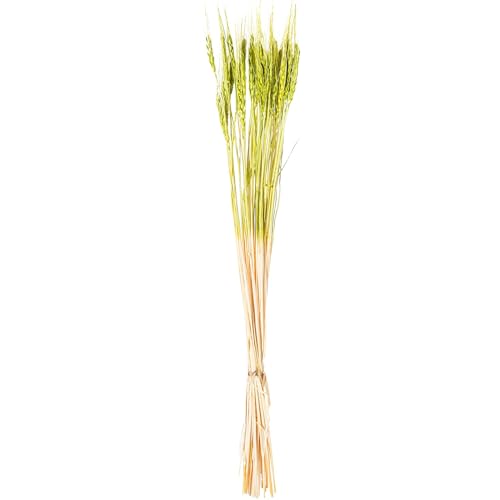 DRW Set mit 12 Sträußen aus natürlichen Weizen, konserviert in Grün, 1 x 1 x 70 cm von DRW