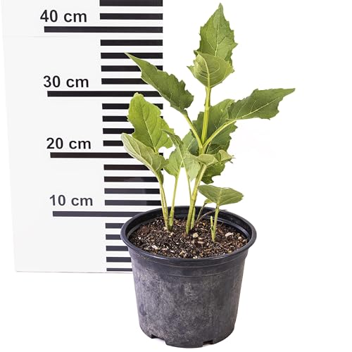 Durchwachsene Silphie: Bienenweide & Energiepflanze, Bienen-Futter- und Tracht-Pflanze, langblühend, bot. Silphium perfoliatum, Becherpflanze, Cupplant, Mais-Alternative für Biogas (2, 1,5 l Topf) von DSG