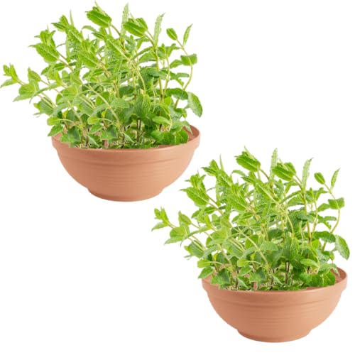 DTU24 2er Set Kunststoff Pflanzschale Pflanzkübel Blumenkübel Pflanztopf Blumentopf, Terrakotta, 30 cm von DTU24