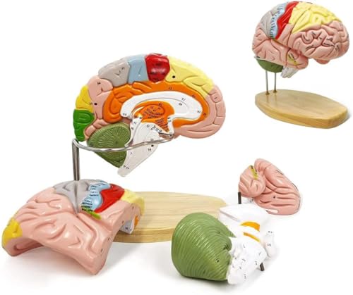 DUBEI 1:2 Medical Anatomical Human Brain Model for Neuroscience Teaching with Labels 2 Times Life Size Anatomy Model Human Regional Brain Model Cerebral Cortex Nerve 4 Parts Brain Anatomy Model DUBEI 1:2 Medical Anatomical Human Brain Model for Neuroscience Teaching with Labels 2 Times Life Size Anatomy Model Human Regional Brain Model Cerebral Cortex Nerve 4 Parts Brain Anatomy Model von DUBEI