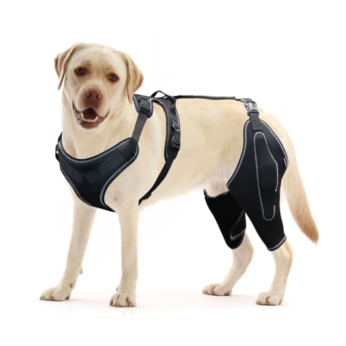 Dog Knee Brace for Torn ACL Hind Leg and Luxating Patella, Dog Leg Brace with Metal Hinged Support for Better Support and Recovery Both Leg Hind Leg Luxating Patella Dysplasia Arthritis Joint Pain(M) von DUBEI