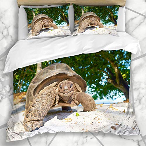 DUILLY Bettwäsche - Bettwäscheset Große exotische Design-Natur Lächeln-Strand-lachende Schildkröten-Seychellen-Riesenschildkröten-Insel-Sand-Afrikas Mikrofaser weich dreiteilig135*200 von DUILLY