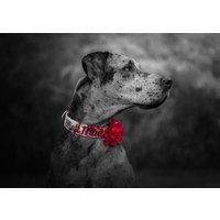 Besticktes Hundehalsband Mit Abnehmbarer Kragenblume von DUKEandFOX