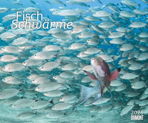 Fischschwärme 2025 – Unterwasser-Natur-Fotografie – Wandkalender 60 x 50 cm – Spiralbindung: Fish swarms von Dumont Kalenderverlag