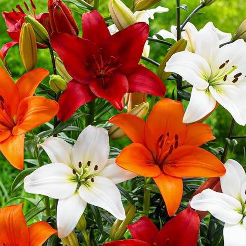 Asiatische Lilien Zwiebel Kollektion, 15 Zwiebeln, 5 Sorten, mehrjährig und winterhart Blumenzwiebeln Mix, Mischung aus Holland (große Knollen, keine Samen, nicht künstlich) von DUTCH BULBS EXCLUSIVE PLANTS FROM HOLLAND