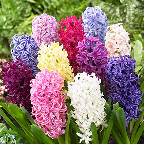 Oriental Mix (15 Zwiebeln), Duftende Hyazinthen Kollektion, 3 Sorten/Farben, Mehrjährig, Winterhart Blumenzwiebeln Mischung aus Holland für Garten, Topf, Glas (große Knollen, kein Samen) von DUTCH BULBS EXCLUSIVE PLANTS FROM HOLLAND