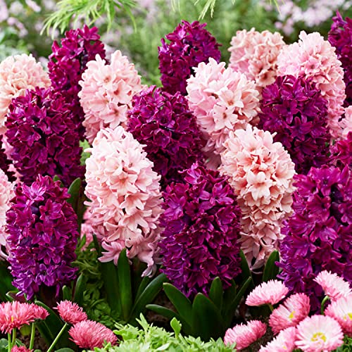 Purple and Pink Mix (15 Zwiebeln), Duftende Hyazinthen Kollektion, 3 Sorten/Farben, Mehrjährig, Winterhart Blumenzwiebeln Mischung aus Holland für Garten, Topf, Glas (große Knollen, kein Samen) von DUTCH BULBS EXCLUSIVE PLANTS FROM HOLLAND