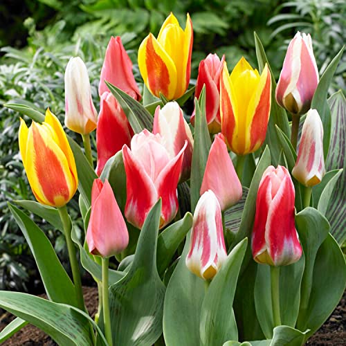 25 x Greigii/Kaufmaniana Tulpen Frühlingsmischung | Exklusive Tulpenzwiebeln aus Holland | Mindestens 5 verschiedene Sorten und Farben | Winterharte und mehrjährig Tulpen für Garten, Töpfe und Balkon von DUTCH BULBS EXCLUSIVE PLANTS FROM HOLLAND