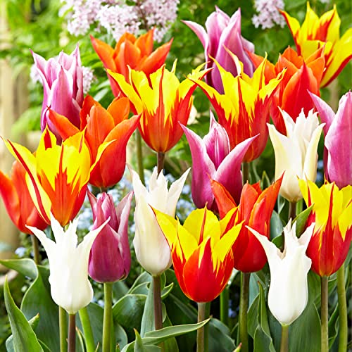 25 x Lilie Blühende Tulpen Frühlingsmischung | Exklusive Tulpenzwiebeln aus Holland | Mindestens 5 verschiedene Sorten und Farben | Winterharte und mehrjährig Tulpen für Garten, Töpfe und Balkon. von DUTCH BULBS EXCLUSIVE PLANTS FROM HOLLAND