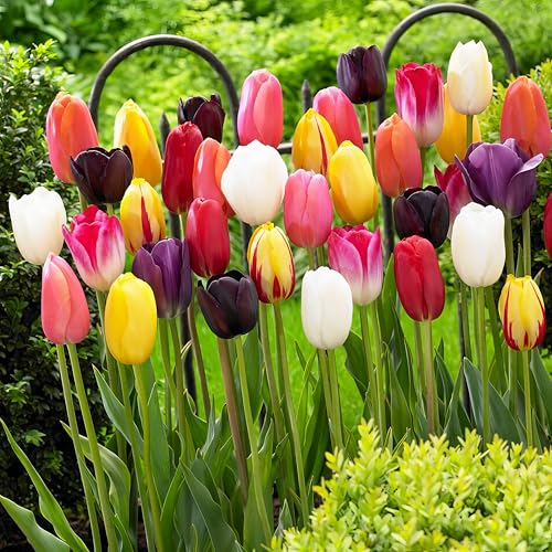 25 x Riese Darwin Hybrid Tulpen Frühlingsmischung | Exklusive Tulpenzwiebeln aus Holland | Mindestens 5 verschiedene Sorten und Farben | Winterharte und mehrjährig Tulpen für Garten, Töpfe und Balkon von DUTCH BULBS EXCLUSIVE PLANTS FROM HOLLAND