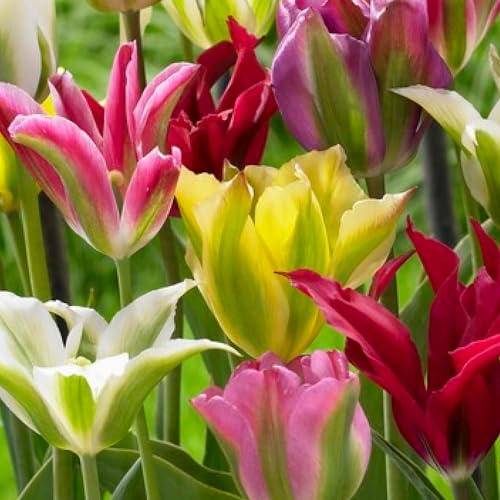 25 x Viridiflora Tulpen Frühlingsmischung | Exklusive Tulpenzwiebeln aus Holland | Mindestens 5 verschiedene Sorten und Farben | Winterharte und mehrjährig Tulpen für Garten, Töpfe und Balkon von DUTCH BULBS EXCLUSIVE PLANTS FROM HOLLAND